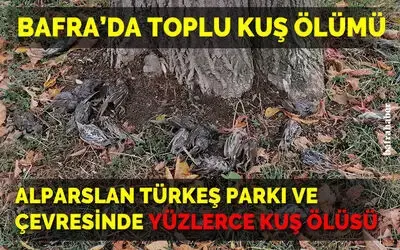 Bafra’da Toplu Kuş Ölümü!