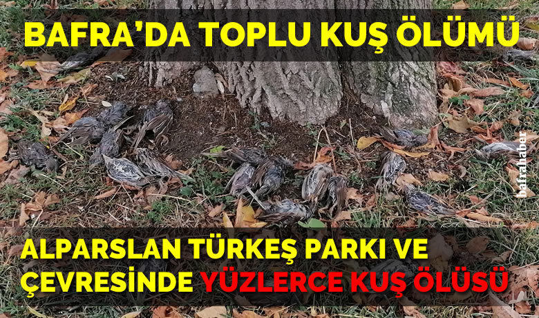 Bafra’da Toplu Kuş Ölümü!