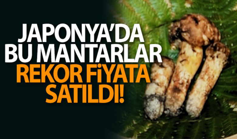 Japonya'da 3 adet mantar 65 bin liraya satıldı - Japonya’da toplam ağırlığı 70 gram olan 3 adet Matsutake Mantarı sezonun ilk açık artırmasında 830 bin yen (yaklaşık 65 bin liraya) alıcı buldu. Rekor fiyata satılan mantarların kilosunun ise 11.85 milyon yen (yaklaşık 920 bin lira) olduğu belirtildi.