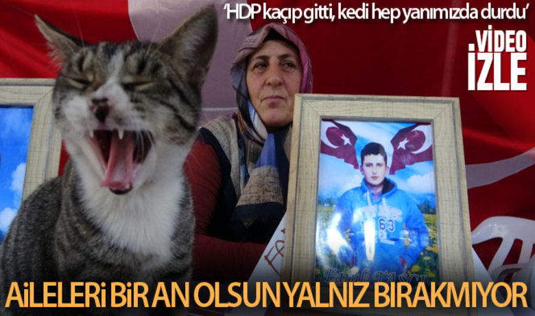 Evlat nöbetinin devam ettiği çadırınkedisi aileleri eylemlerinde yalnız bırakmıyor - Çocuklarının terör örgütü PKK mensupları tarafından dağa kaçırıldığı iddiasıyla HDP Diyarbakır İl Başkanlığı önünde evlat nöbeti tutan ailelerin direnişi 749'uncu gününde de devam ederken, çadırın müdavimi olan kedi nöbette aileleri yalnız bırakmıyor.