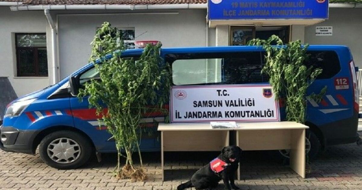 Bafra, Alaçam ve Ondokuzmayıs'ta uyuşturucu operasyonları