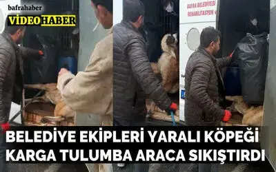Belediye Ekipleri Yaralı Köpeği Karga Tulumba Araca Sıkıştırdı