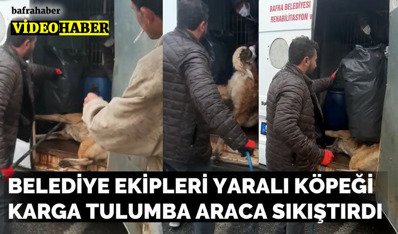 Belediye Ekipleri Yaralı Köpeği Karga Tulumba Araca Sıkıştırdı