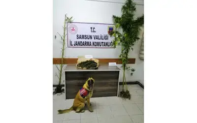 Samsun’da jandarma 2 kilo uyuşturucu madde ele geçirdi
