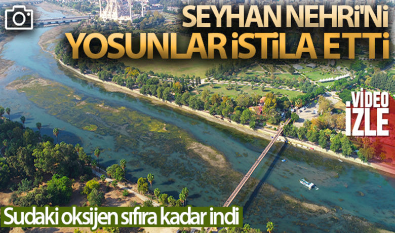 Seyhan Nehri'ni istila eden yosunlar temizleniyor - Adana Büyükşehir Belediyesi, Seyhan Nehri yatağını başta yosun olmak üzere atıklardan arındırmak için çalışmalara başladı. 60 kişilik ekip, suyu kesilen nehirdeki yosunları temizliyor.	HABERİN VİDEOSU İÇİN TIKLAYINIZ	Umutcan İşledici - Elif Ayşenur Bay	 