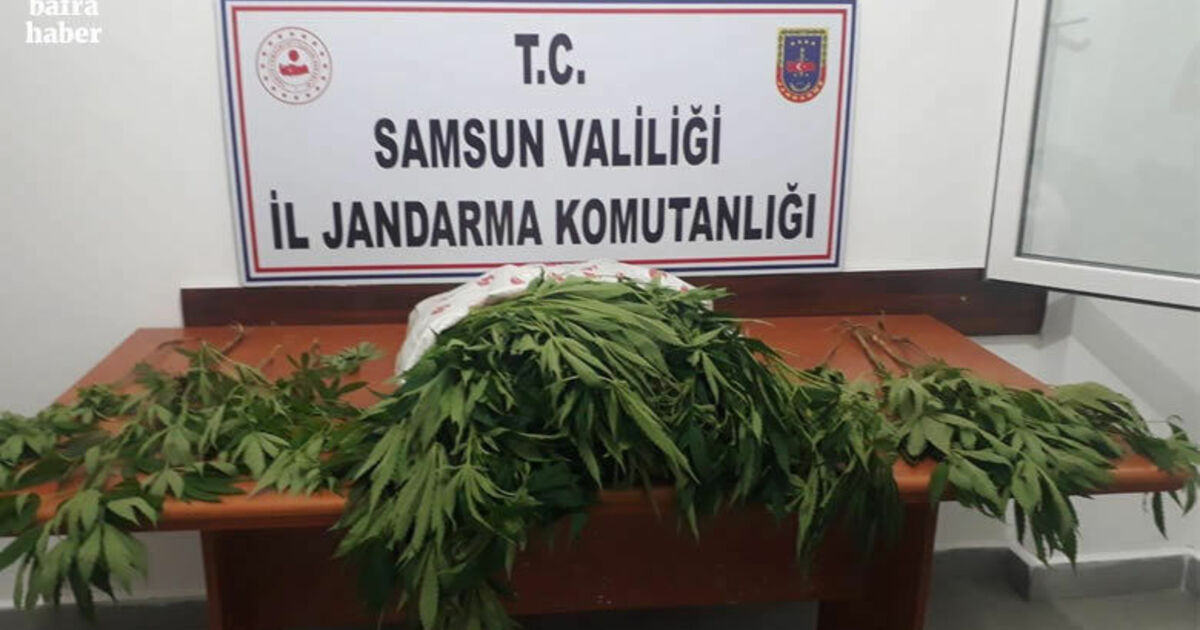 Jandarmadan uyuşturucu madde operasyonları: 13 gözaltı