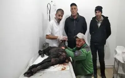 Çakallar manda yavrusunu yaraladı

