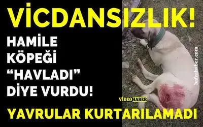 Hamile Köpeği Havladı Diye Vurdu: Yavrular Kurtarılamadı!