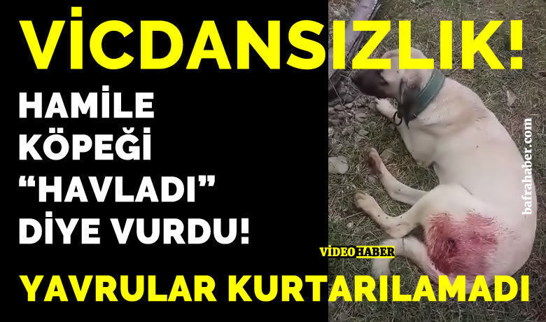 Hamile Köpeği Havladı Diye Vurdu: Yavrular Kurtarılamadı!