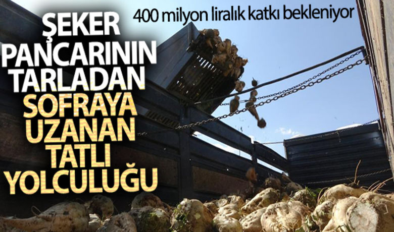 Muş'ta şeker pancarının tarladansofraya uzanan tatlı yolculuğu - Muş'ta bin 280 çiftçi tarafından 56 bin 500 dekar alanda ekimi yapılan şeker pancarının tarladan sofraya uzanan 400 milyon liralık tatlı yolculuğu başladı.