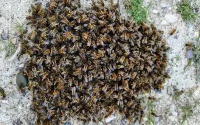 Kenevirin, arı katili "varroa"dan koruduğu ortaya çıktı
