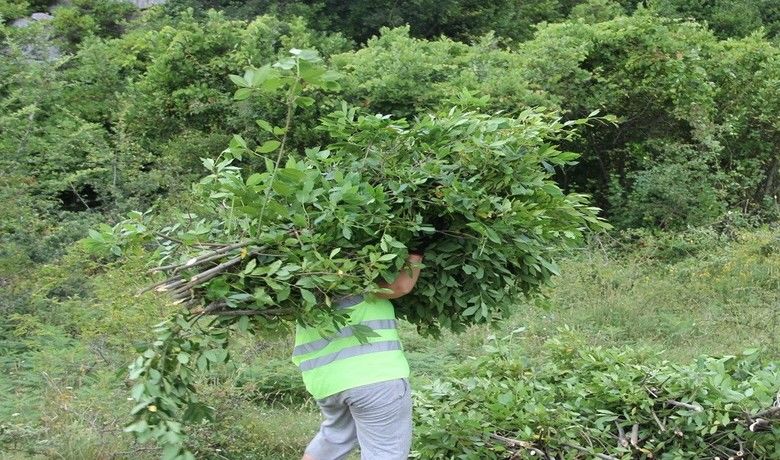 Samsunlu köylüler defne üretiminden16,5 milyon TL gelir sağladı - Samsun’da orman köylüleri, 25 bin dekar defne ormanında yıllık yaklaşık 1500 ton üretim yapıp, 16,5 milyon TL gelir sağladı.