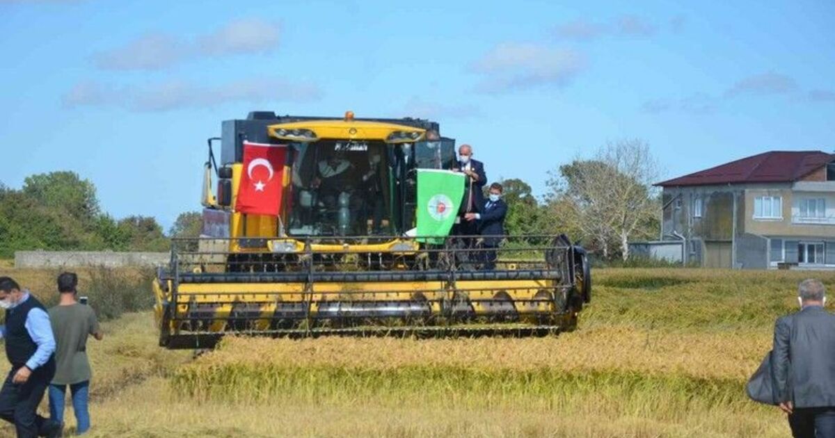 Bafra Ovası’nda Çeltik Hasat Şenliği