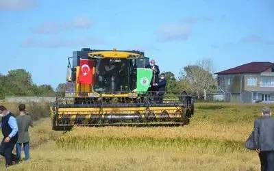 Bafra Ovası’nda Çeltik Hasat Şenliği
