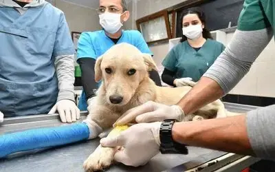 Samsun’da 2 bin 83 hayvanın tedavisi yapıldı
