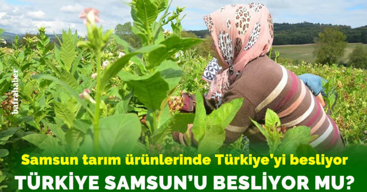 Samsun tarım ürünlerinde Türkiye’yi besliyor. Türkiye Samsun'u besliyor mu?