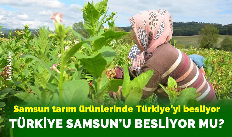 Samsun tarım ürünlerinde Türkiye’yibesliyor. Türkiye Samsun'u besliyor mu? - Samsun meyve, sebze ve tarla bitkileri üretiminde Türkiye’nin ilk sıralarında yer alıyor.