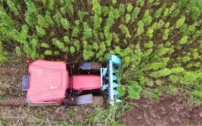 Türkiye’nin ilk tescilli kenevirinde hasat
