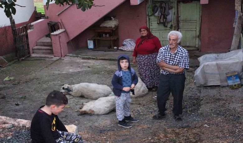 Aç kalan sokak köpekleri, koyun sürüsüne saldırdı
 - Samsun’un Çarşamba ilçesinde 50’den fazla koyun, sokak köpeklerinin saldırısı sonucu telef oldu.