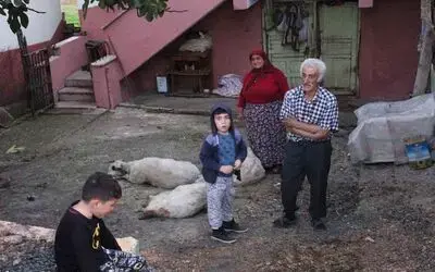 Aç kalan sokak köpekleri, koyun sürüsüne saldırdı
