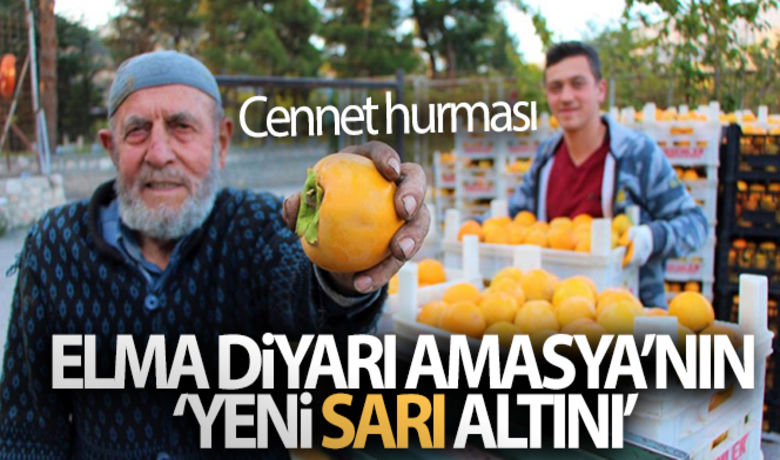 Elma diyarı Amasya'nın ‘yenisarı altını' cennet hurması - Türkiye'nin elma diyarı Amasya cennet hurması(Trabzon hurması) deposu olma yolunda da ilerliyor. Bu yıl 600 tondan fazla rekoltenin beklendiği vitamin deposu meyve dalında kilosu 3 lirayı bulan fiyatıyla da yüzünü güldürdüğü üreticisi için ‘yeni sarı altın’ olarak değerlendiriliyor.