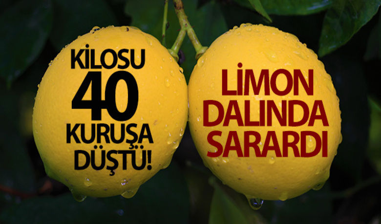 Kilosu 40 kuruşa düşen limon dalında sarardı - Türkiye'nin limon ihtiyacının yüzde 65'dan fazlasının karşılandığı Mersin'de geçen yıl 3 TL'den dalında alıcı bulan mayer cinsi limon bu sene 40 kuruşa düşmesine rağmen talep az olunca bir çok bahçede dalında sarardı.	1,5 ay önce mayer cinsi limonun hasadının başladığını anımsatan Erdemli ilçesine bağlı Elvanlı köyü