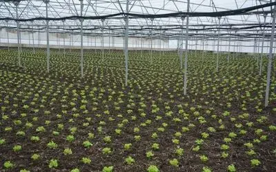 Türkiye’nin marulu 19 Mayıs’tan