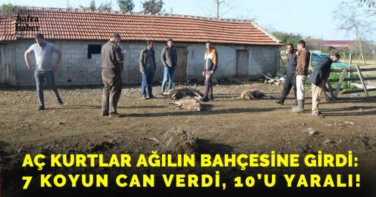 Aç kurtlar ağılın bahçesine girdi: 7 koyun can verdi