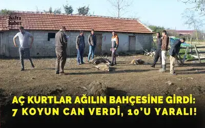 Aç kurtlar ağılın bahçesine girdi: 7 koyun can verdi