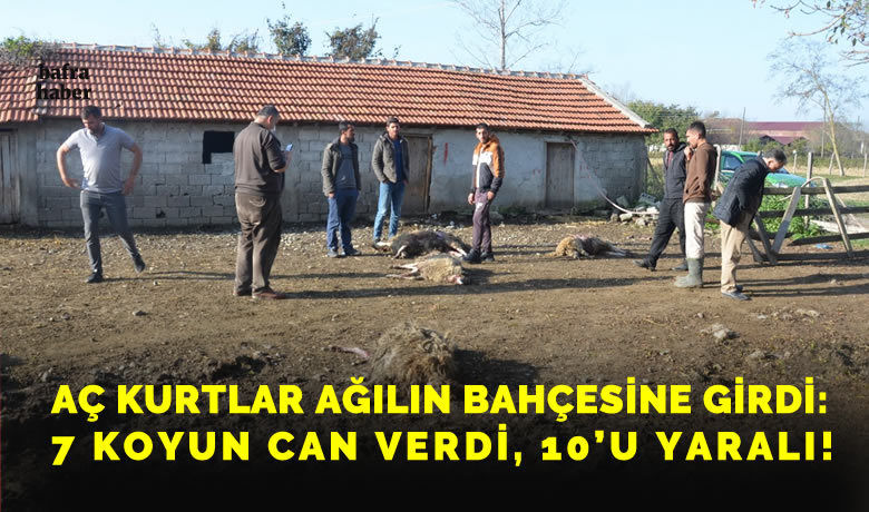 Aç kurtlar ağılın bahçesine girdi: 7koyun telef oldu, 10 koyun yaralandı