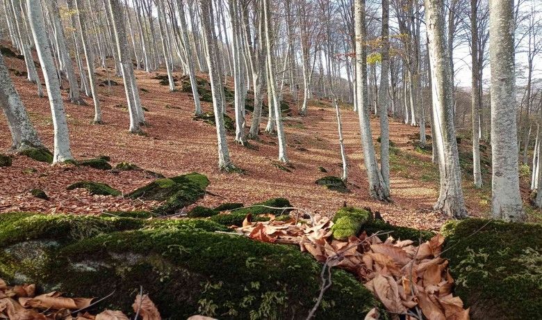Nebiyan’da sonbahar güzelliği
 - Karadeniz Bölgesi’nin eşsiz güzellikteki Nebiyan Dağı ziyaretçilerine sonbahar renkleri içinde görsel bir şölen sunuyor.