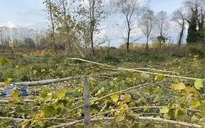 Kestiği ağacın altında can verdi
