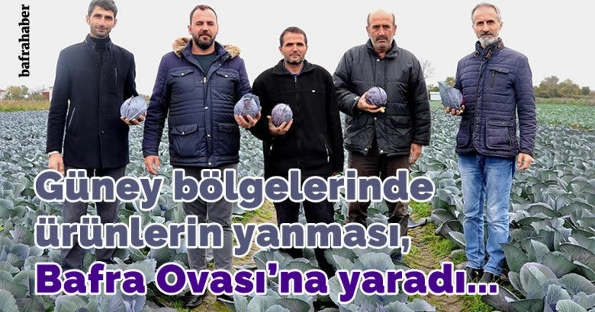 Güney bölgelerinde ürünlerin yanması, Bafra Ovası'na yaradı