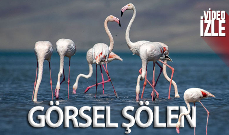 Göçe hazırlanan flamingolardan görsel şölen - Van Gölü havzasındaki sulak alanları yaz mevsimi süresince mesken tutan ve havaların soğumasıyla birlikte sıcak bölgelere göç etmeye hazırlanan flamingolar görsel şölen sunuyor.	HABERİN VİDEOSU İÇİN TIKLAYINIZ Şükrü Akyüz-İHA