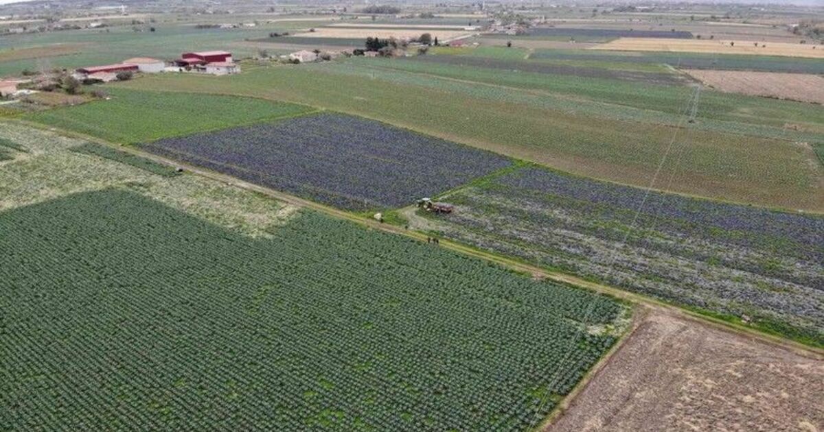 Türkiye’nin kışlık sebzesi Bafra’dan