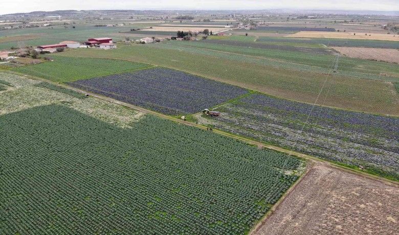 Türkiye’nin kışlık sebzesi Bafra’dan - Samsun’un Bafra Ovası’nda yetiştirilen kışlık sebzeler ülkenin 81 iline gönderiliyor.