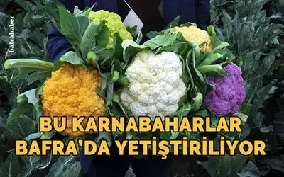 Bafra'da yetiştirilen renkli karnabaharlar hem göze hem mideye hitap ediyor