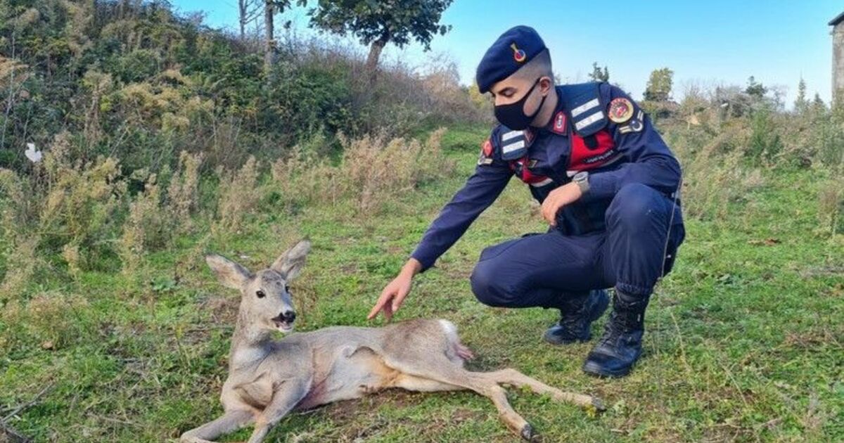 Yaralı karacanın imdadına jandarma yetişti
