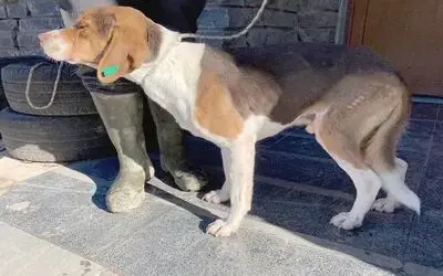Yaralı köpeğe Büyükşehir şefkati

