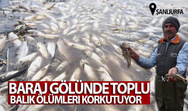 Baraj gölünde toplu balık ölümleri korkutuyor - Şanlıurfa’nın Siverek ilçesinde bulunan Hacı Hıdır Baraj Göleti'nde toplu balık ölümleri meydana geldi.	50 ton balık kıyıya vurdu	"Biz geçimimizi buradan gerçekleştiriyoruz”	20 aile bu göletten para kazanıyor