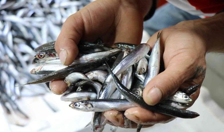 Hamsi fiyatlarının düşmesini bekleyenlerekötü haber: 20 TL oldu - Birçok balıksever hamsi fiyatlarının düşmesini beklerken Samsun’da geçen hafta 10 TL olan hamsinin kilosu 20 TL’ye çıktı.
