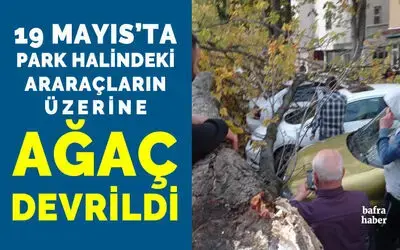 19 Mayıs'ta park halindeki araçların üzerine ağaç devrildi