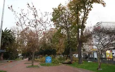 Samsun’da şiddetli fırtına: Çatılar uçtu, ağaçlar devrildi

