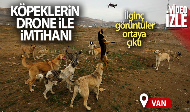 Köpeklerin drone ile imtihanı kamerada - Van’da havadan çekim yapan bir fotoğrafçının yere doğru alçalan drone cihazına köpeklerin saldırısı ilginç görüntüler oluşturdu.