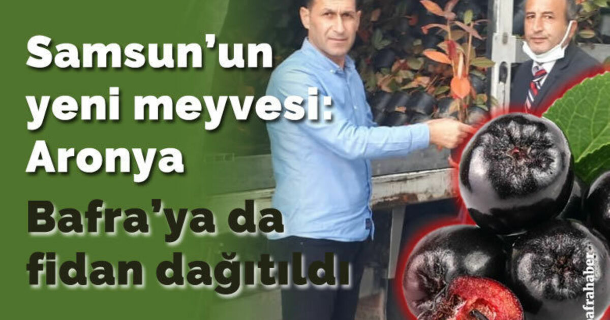 Samsun’un yeni meyvesi Aronya: Bafra'ya da fidan dağıtıldı