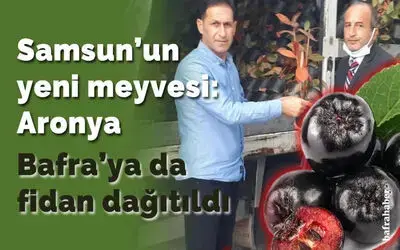 Samsun’un yeni meyvesi Aronya: Bafra'ya da fidan dağıtıldı