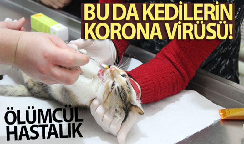 Bu da kedilerin korona virüsü - Türkiye'de son 7 ay içerisinde kedi viral hastalıkların artış yaşadığını söyleyen Veteriner Hekim Özge Altınay, bu hastalığın sadece sokak kedilerine değil, aşısız ev kedilerine de bulaştığını kaydetti. Altınay, kedilerin yaşamını tehdit eden ölümcül hastalığın belirtilerini anlattı.	"Çok ciddi hastalık patlaması var"	Hayvan sahiplerine çok önemli uyarı	Bu da kedilerin korona virüsü	"Kesik neticesinde meydana geldiğini sanıyorduk"
