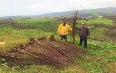 Çiftçilere badem ve muşmula fidanı desteği
