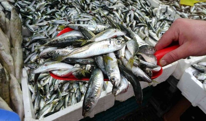 Tezgahların en ucuzu istavrite yoğun ilgi
 - SAMSUN (İHA) – Samsun’da balık tezgahlarında 10 TL fiyatıyla en ucuz balık olan istavrit hafta sonu vatandaşların sofralarını şenlendirdi. Balıkçılar, sezon başında 10 TL olan istavritin sezon sonlarına doğru da aynı fiyattan satılmasını, "Her şeye zam geldi ama istavrite zam yok" diye yorumladı.