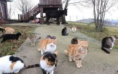 Kedi Kasabası’nın Misafir’i katır

